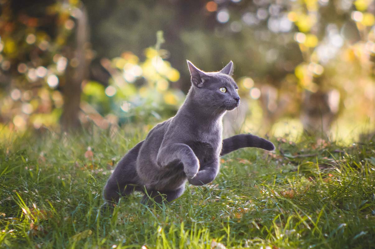 The Problem of an Overactive Cat