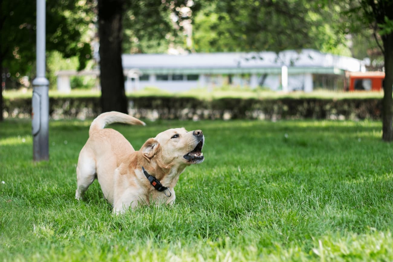 What does a dog's barking indicate?