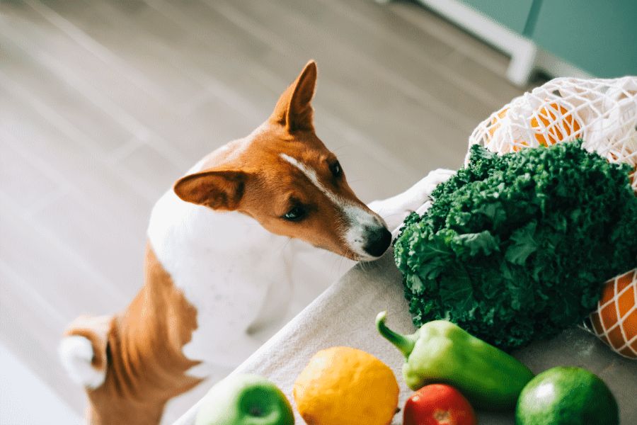 Vegetables in a dog's diet – which ones are allowed?