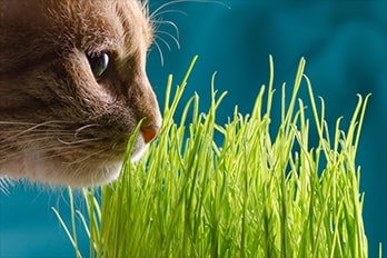 Cats and Houseplants – Managing Your Indoor Garden