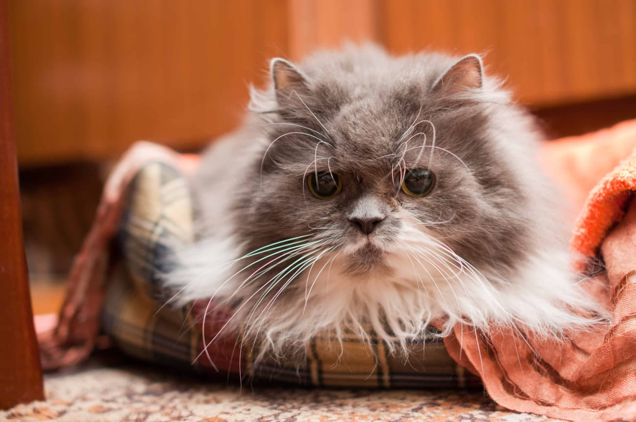 When a cat becomes a senior – changes in behavior and habits