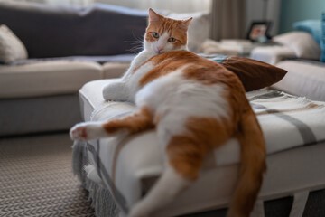 A Cat in an Apartment Building? Of course!