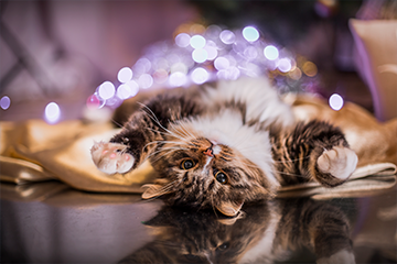 How can you keep your cat safe on New Year's Eve?