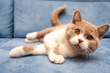 Cat sledding – what does it mean, and why does your cat do it?