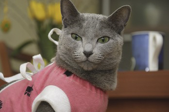 Neutering or spaying – what’s the difference?