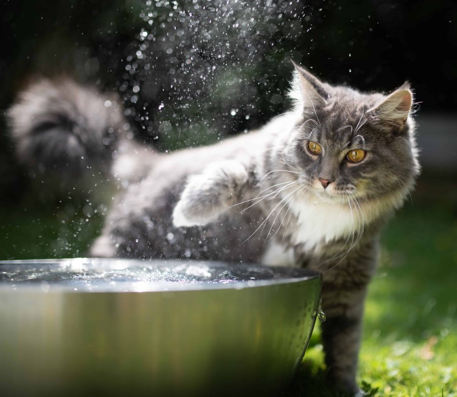 Water in a cat's diet