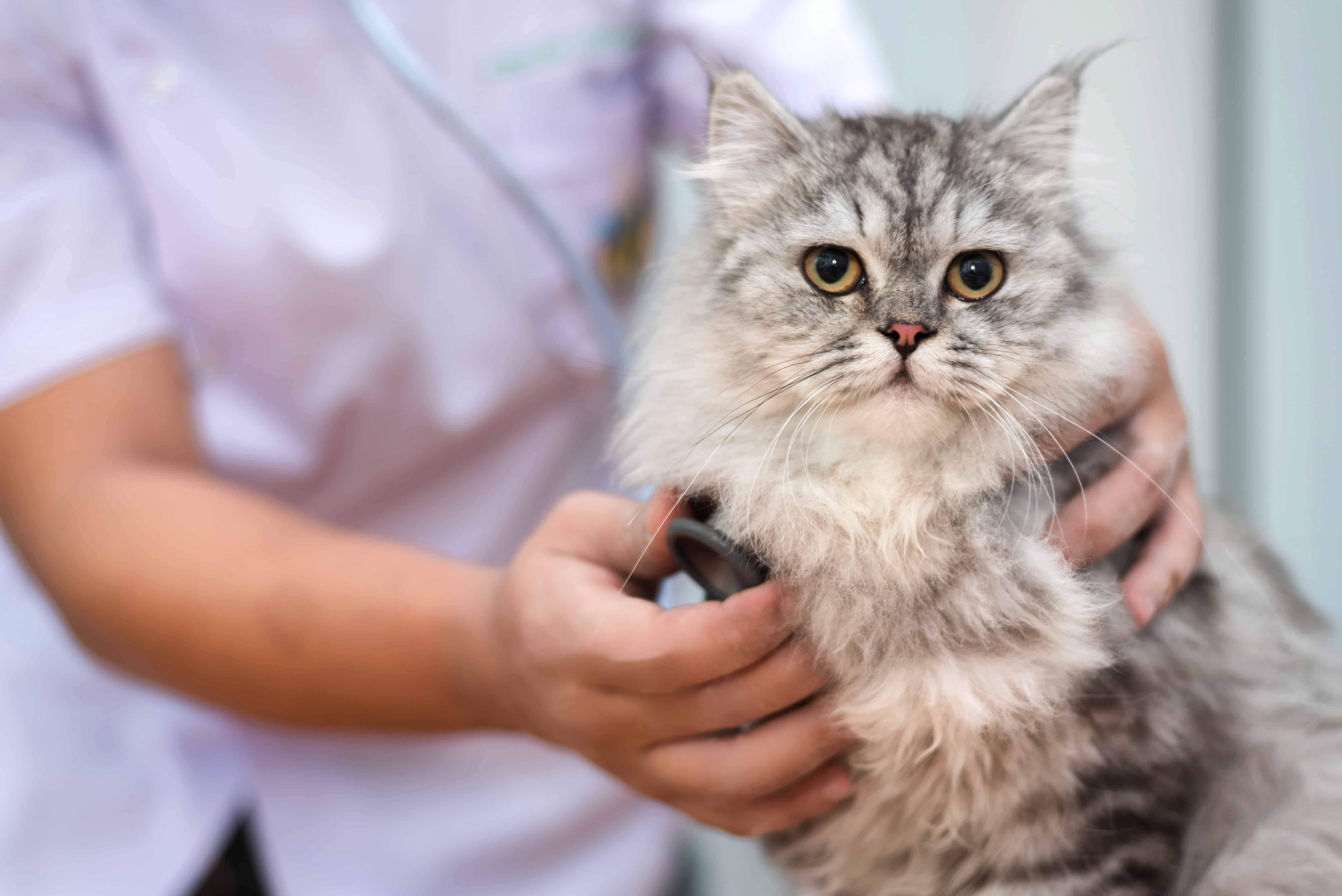 Symptoms and Treatment of Cat Flu