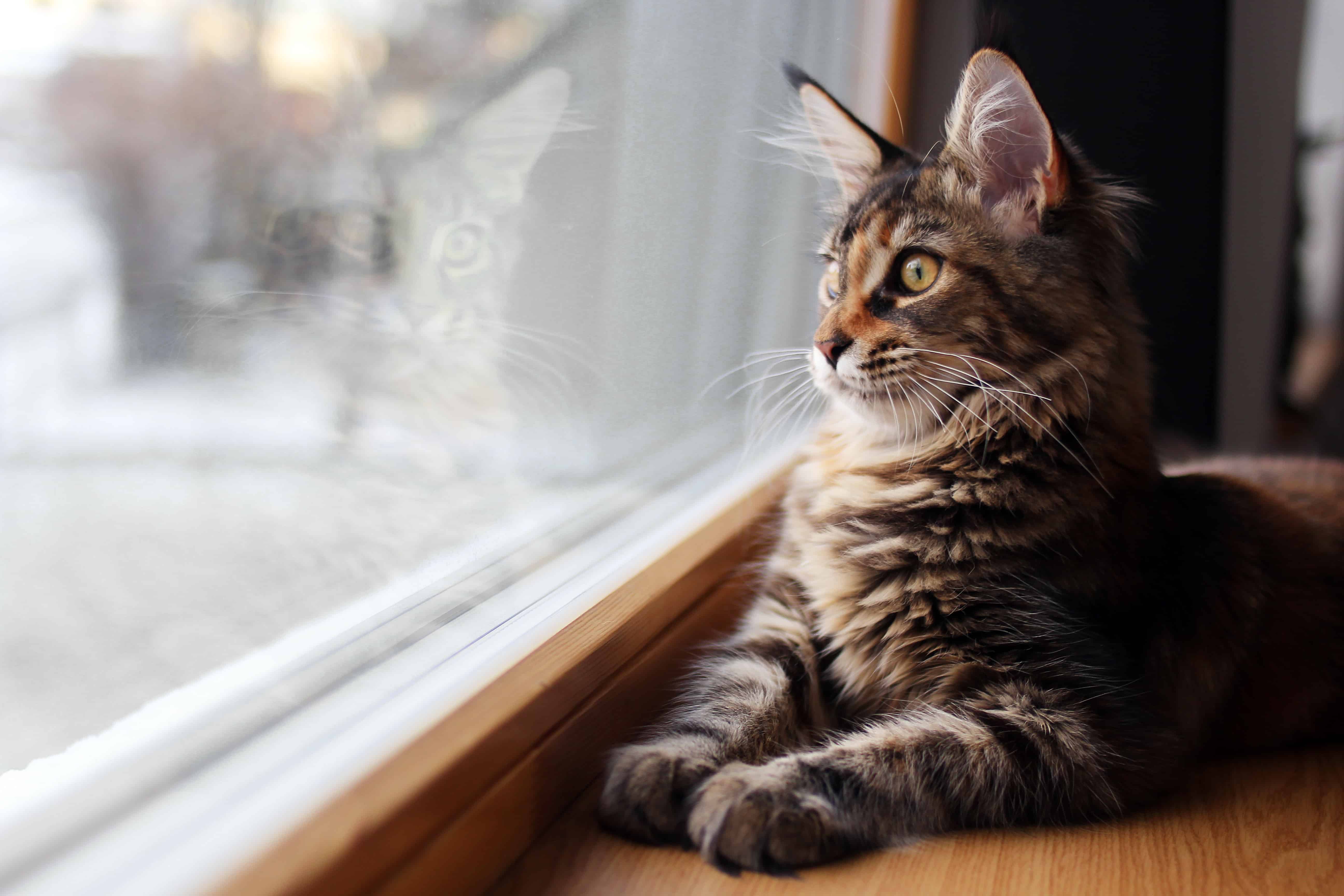 My cat wants to go outside—what should I do?