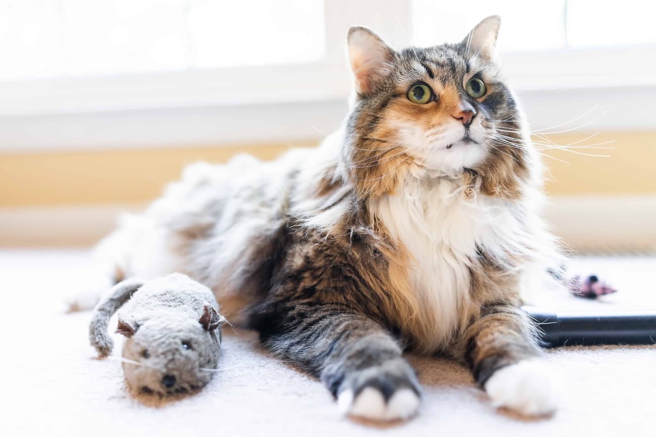 Why do cats love catnip?? Collection of information!