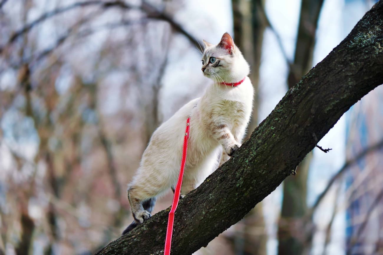 Should a cat be allowed outside?