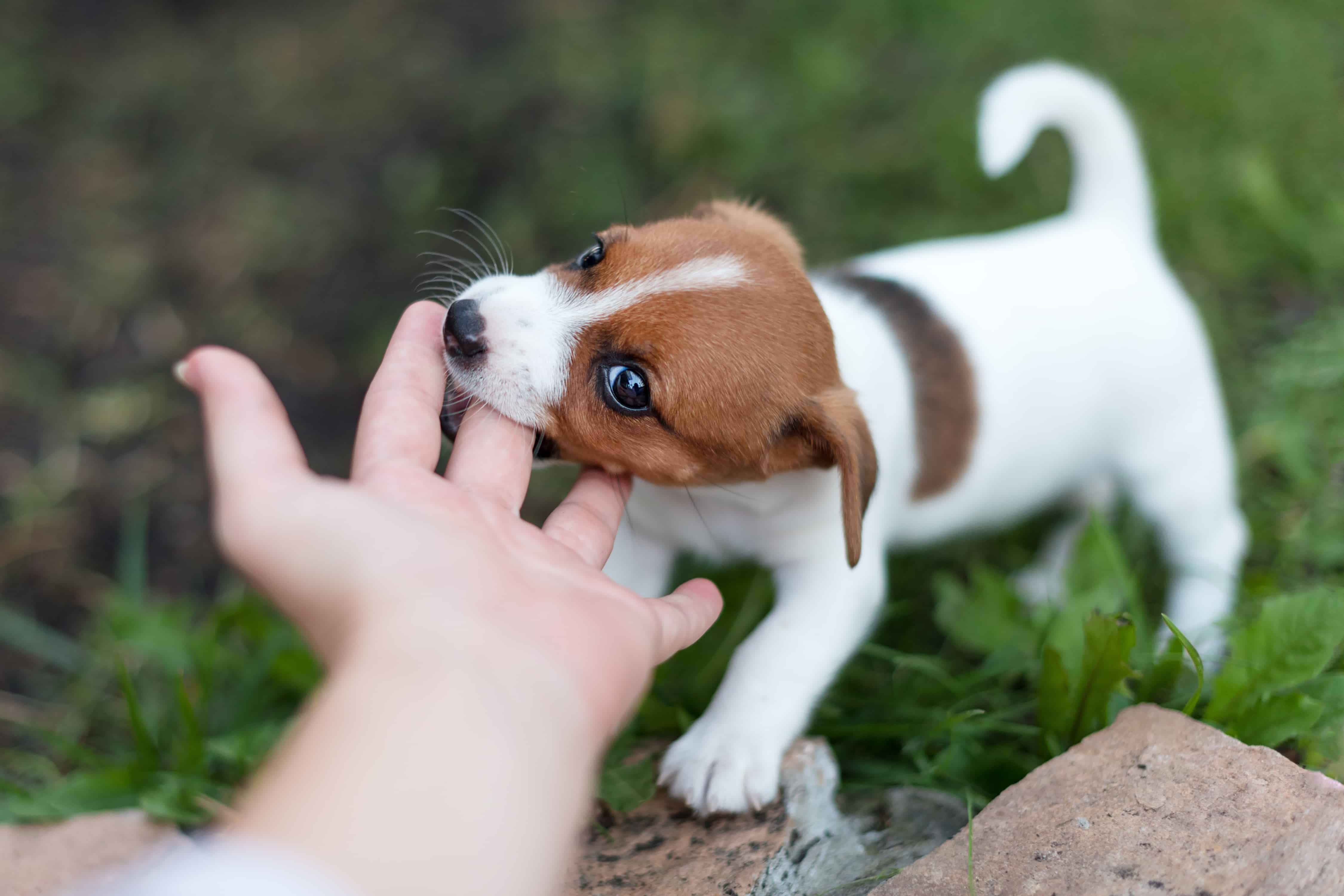 How can I stop my puppy from biting?