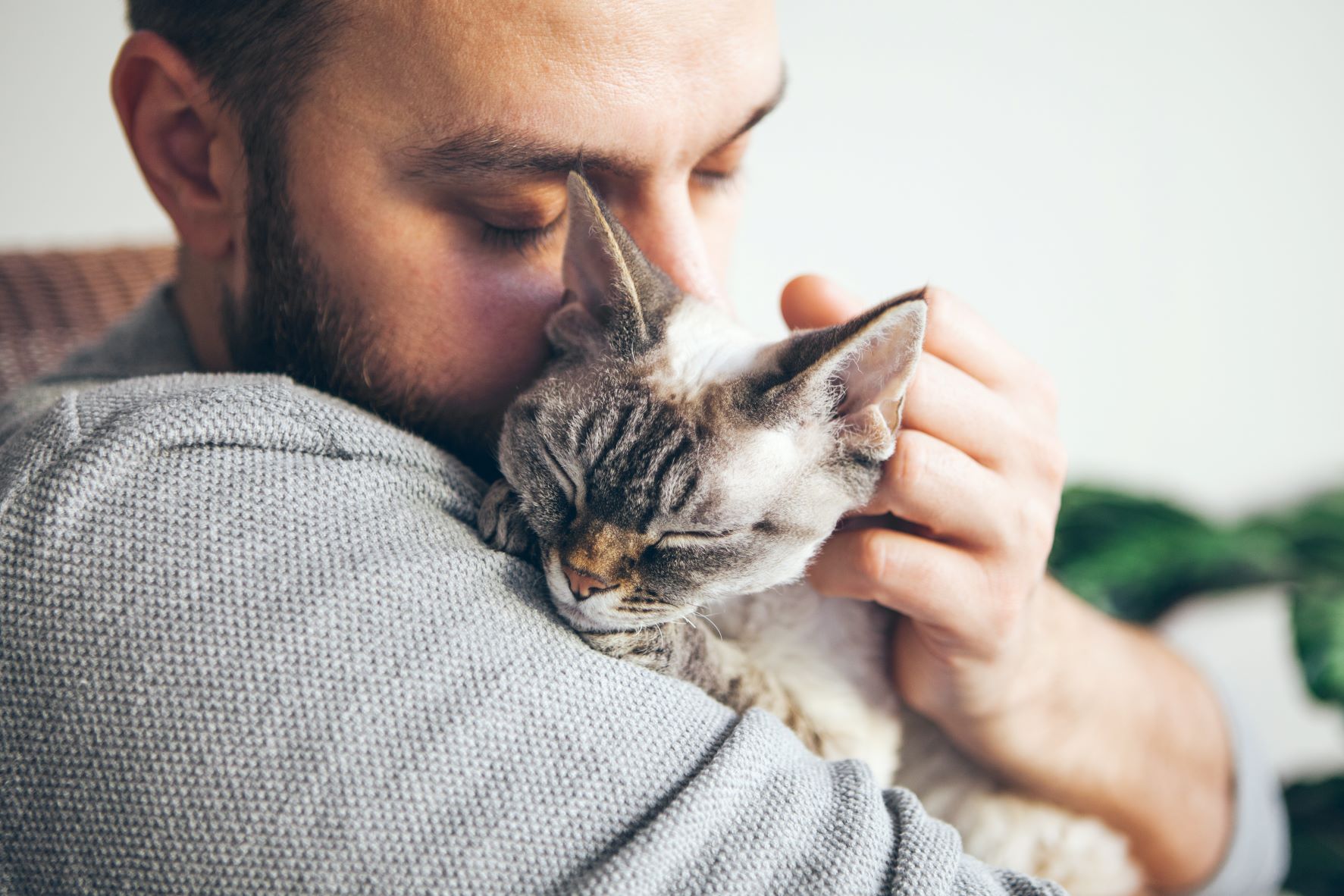 Where do cats like to be petted?