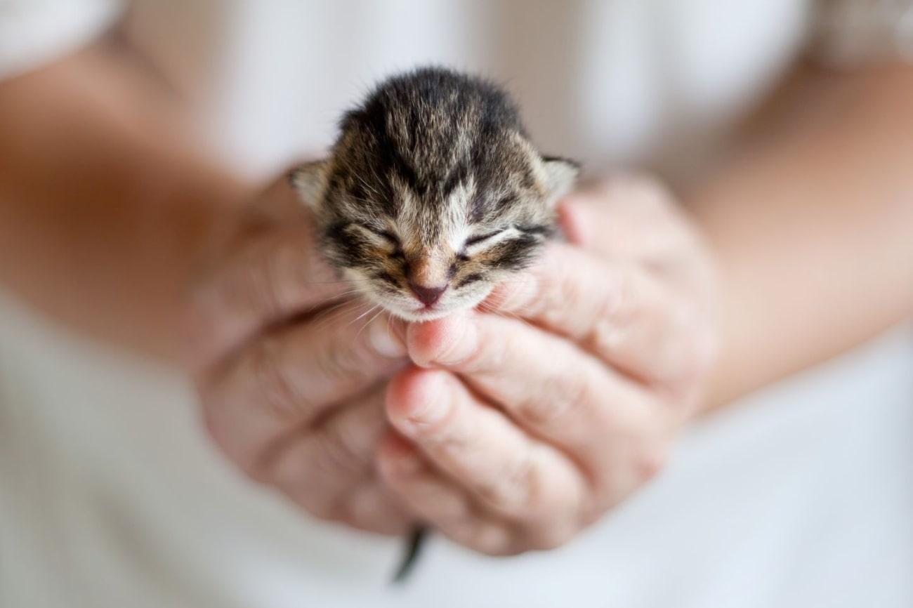 When do kittens open their eyes?
