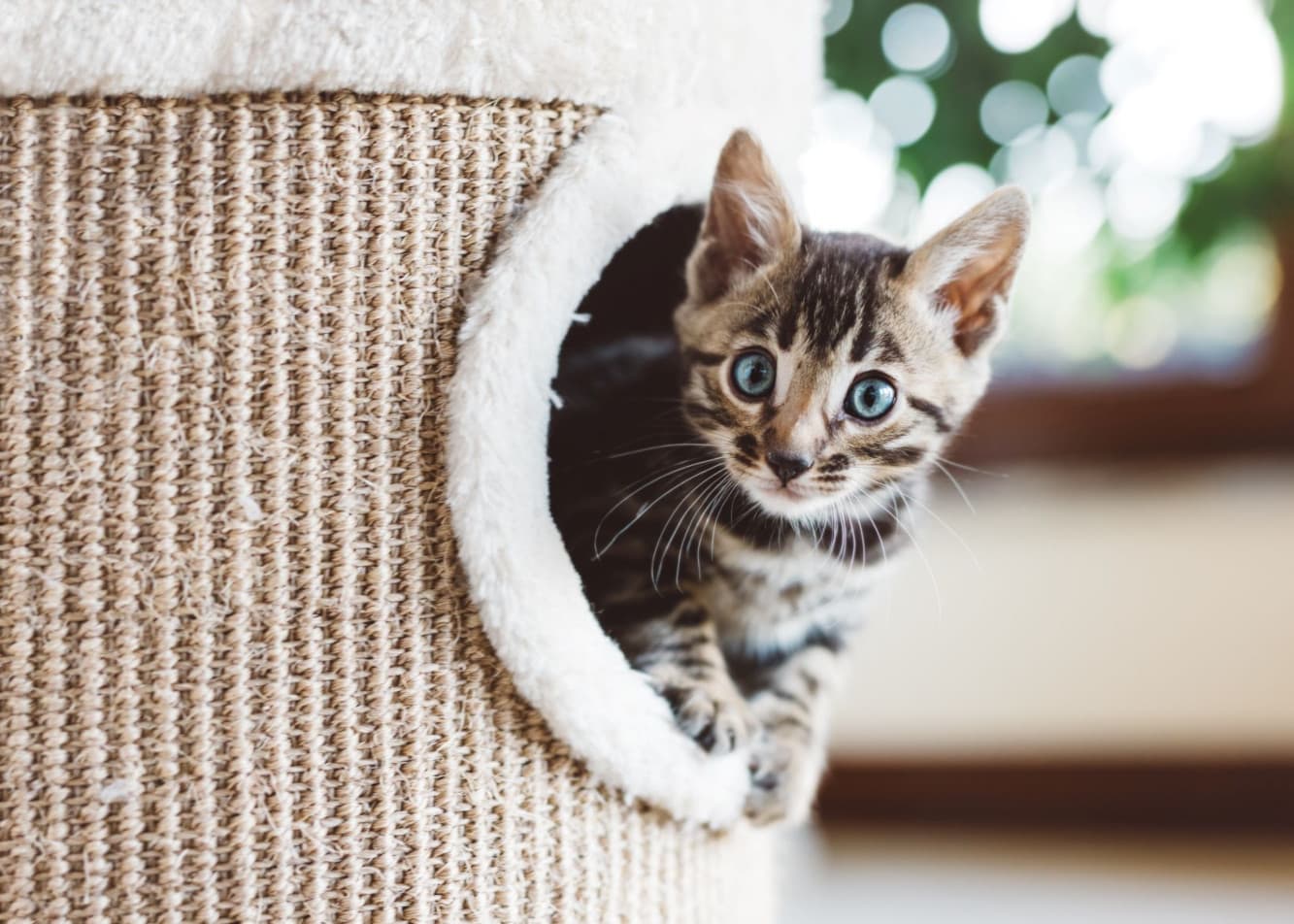 What sounds might cats be afraid of?