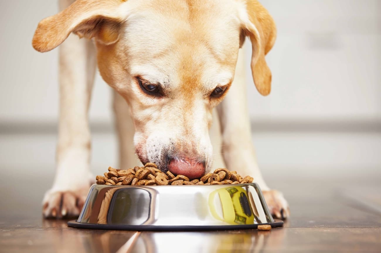 What kind of dog food should I feed a dog that's allergic to chicken?