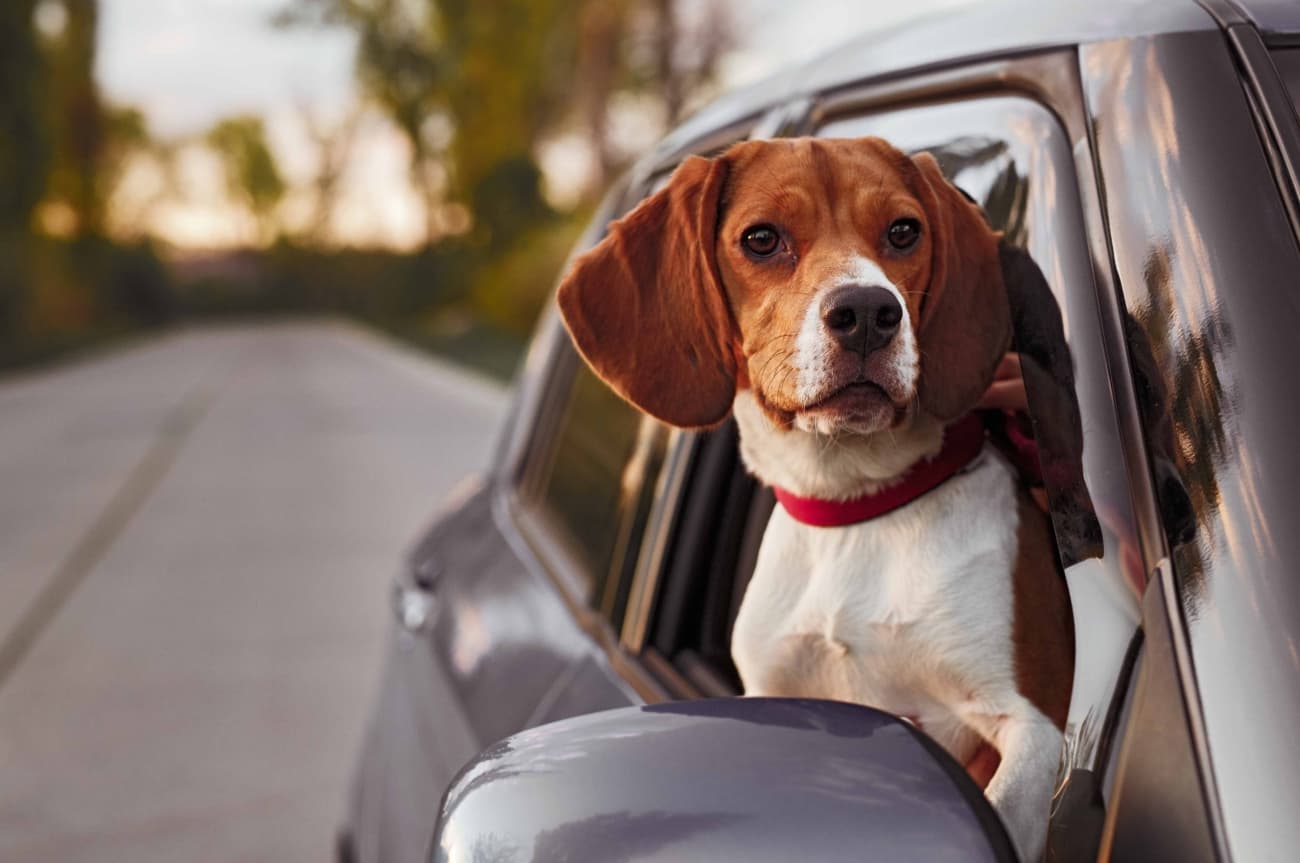 How do I travel with a dog or cat?