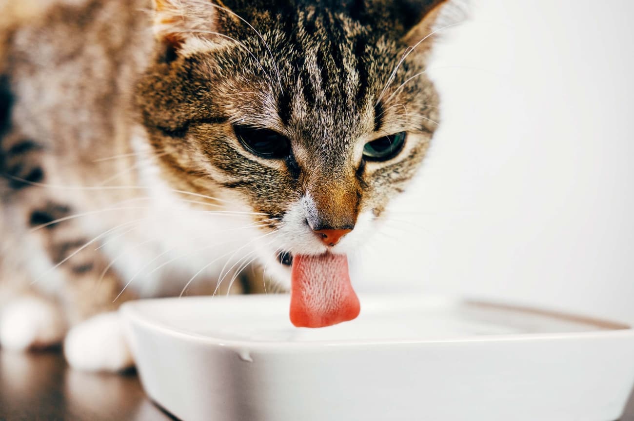 What to do if your cat won't drink? Our tips!