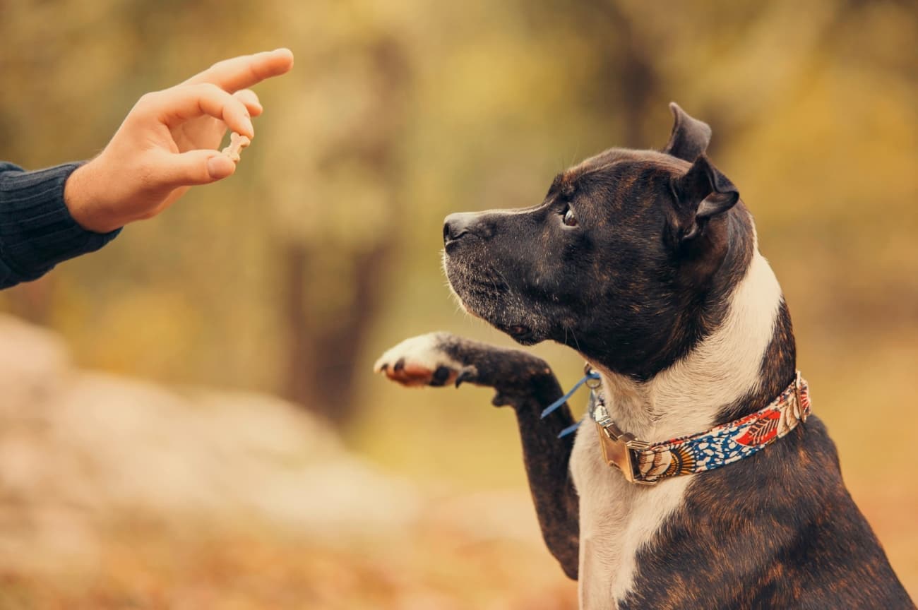 The Best Dog Treats of 2021