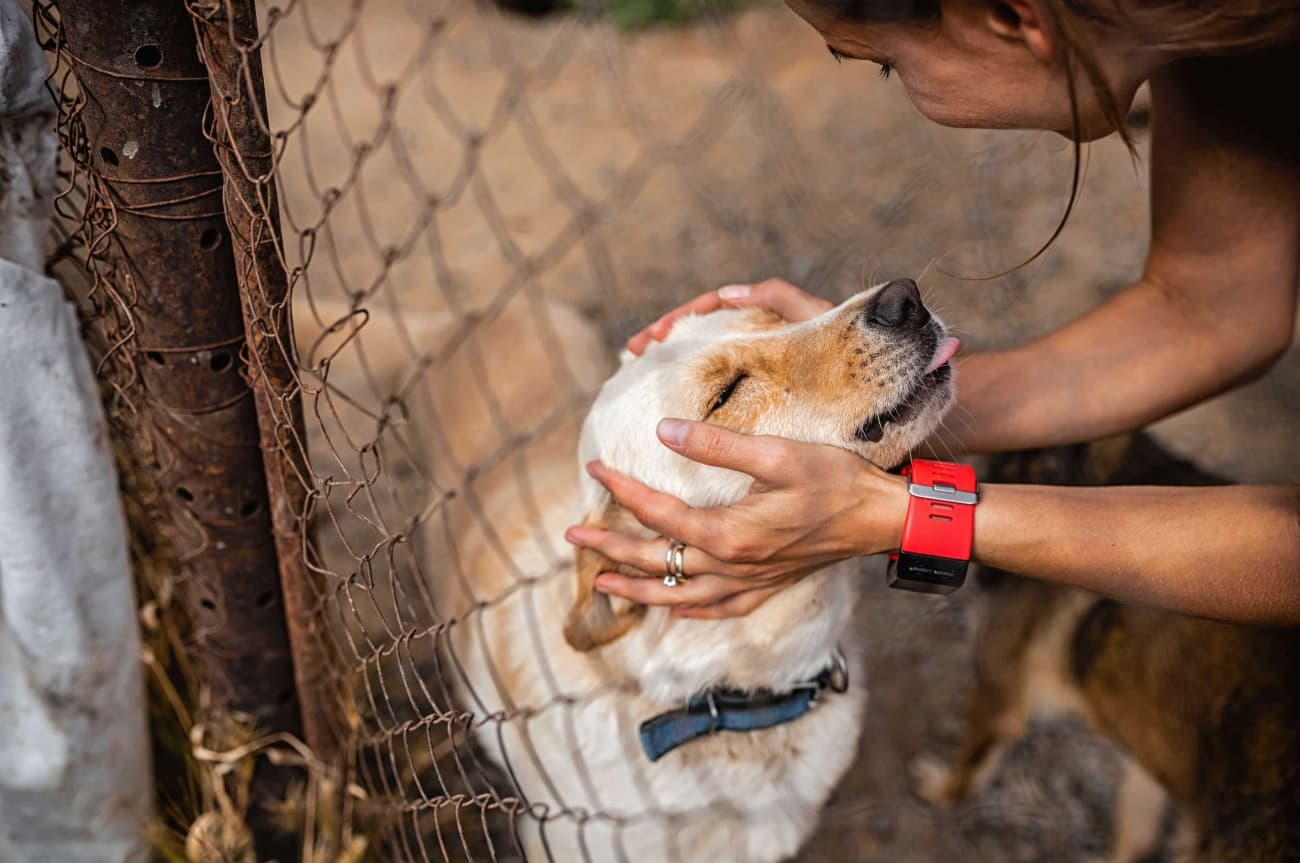 Don't buy—adopt a friend for life!