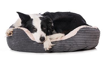 Where should I put my dog's bed?