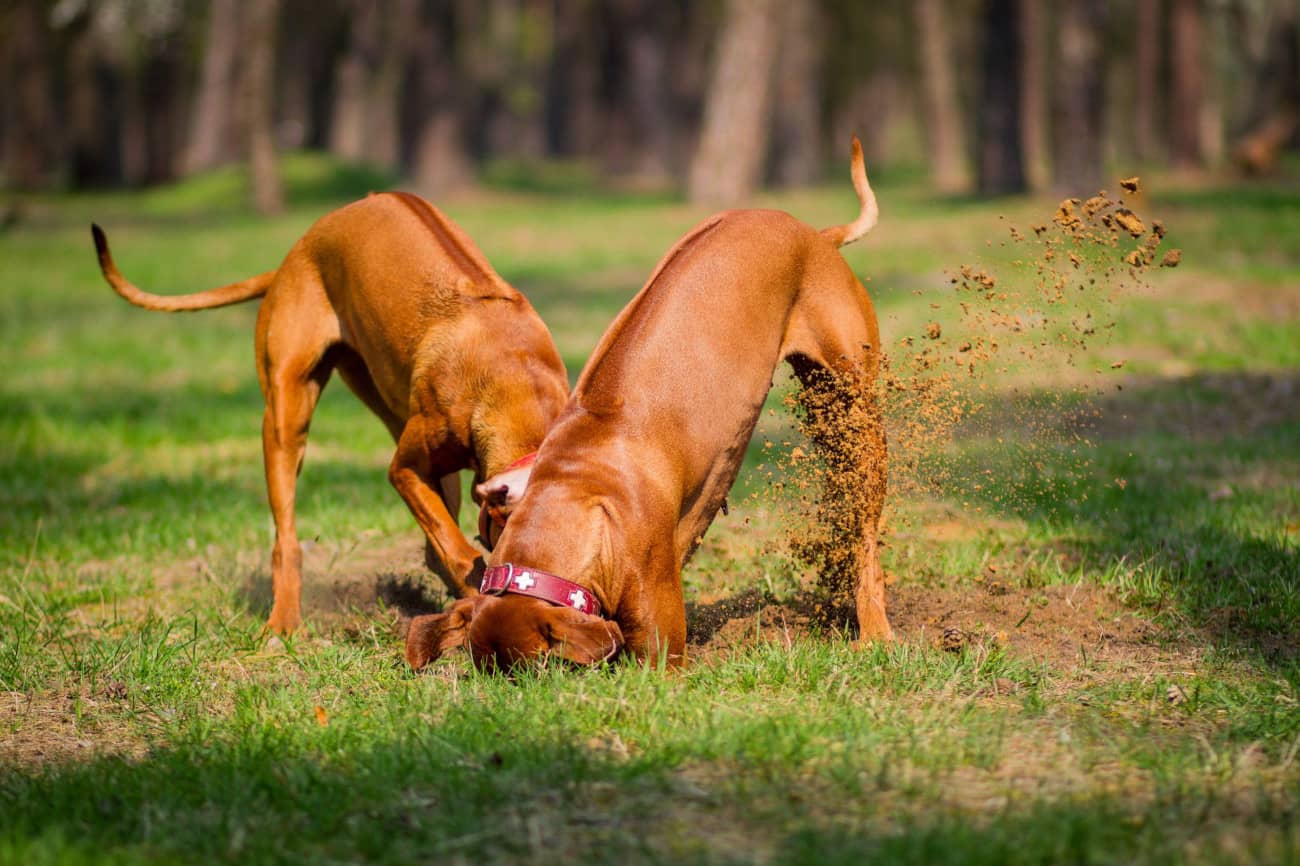 Do you know how to stop your dog from digging in the garden?