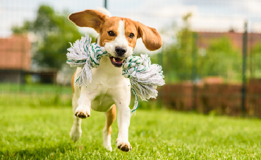 When and how should you reward an obedient dog?