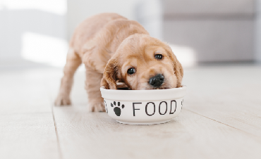 How and in what to serve your dog's food? A few words about bowls
