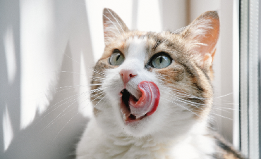 My cat is a picky eater – or, feeding a very demanding pet!