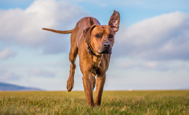 What should the diet for active dogs look like?