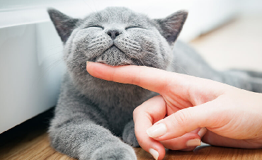 Is a cat a single person's best friend?