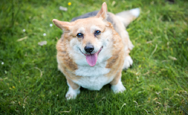 How to help your dog lose weight? Obesity in Dogs and How to Deal with It