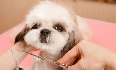 Shih Tzu Diet and Care – What Should You Know About This Breed?
