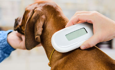 Microchipping cats and dogs – how much does it cost, and what are the benefits?