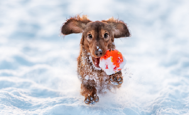 Physical activity for dogs in winter