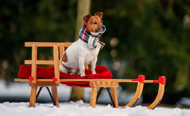 Winter Diet for Dogs