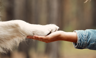 How can you protect your dog's paws from the cold?