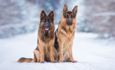 How should I feed a German Shepherd?