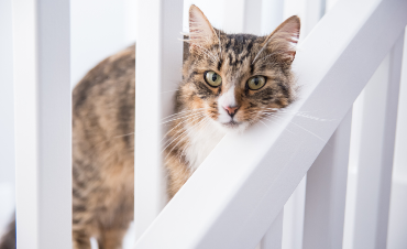 How do you bring a new cat home?