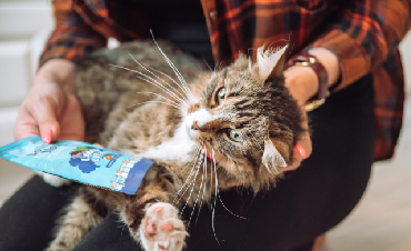 How do I switch my cat to a different food?