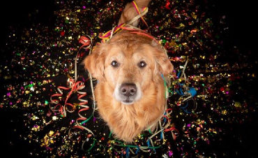 How can you help your dog on New Year's Eve?