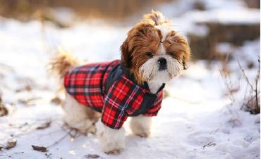 Dog clothes—a fad or a necessity?