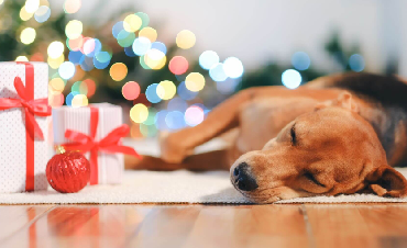 5 Gift Ideas for Your Dog