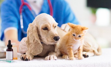 When should you take your dog or cat to the vet?