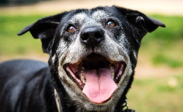 What should the diet for older dogs look like?