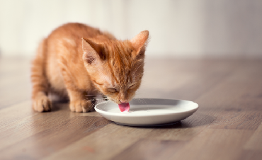 What should a cat drink??? We explain