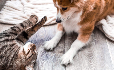 The Role of Play in the Lives of Dogs and Cats