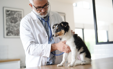 Digestive problems in dogs – how to deal with them?