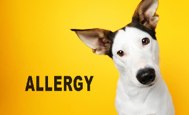 Allergies in Dogs – Symptoms, Treatment, and Proper Nutrition