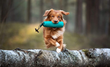 Dog sports for active people