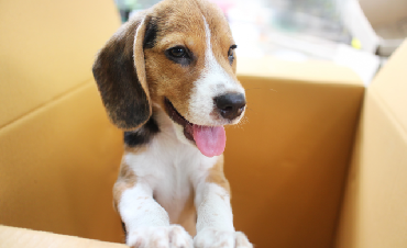 Is a pet a good gift idea?